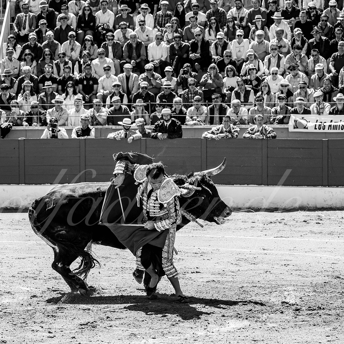 20250427 guadalix 010 fd