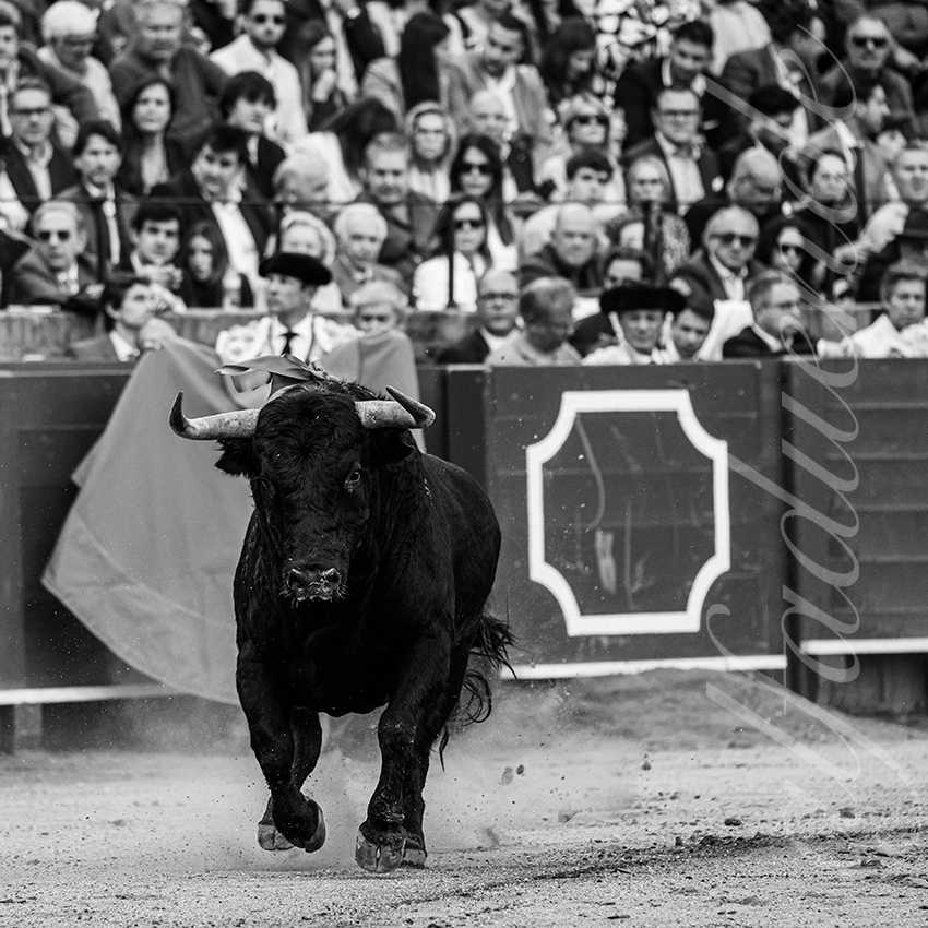 20250502 sevilla 007 fd