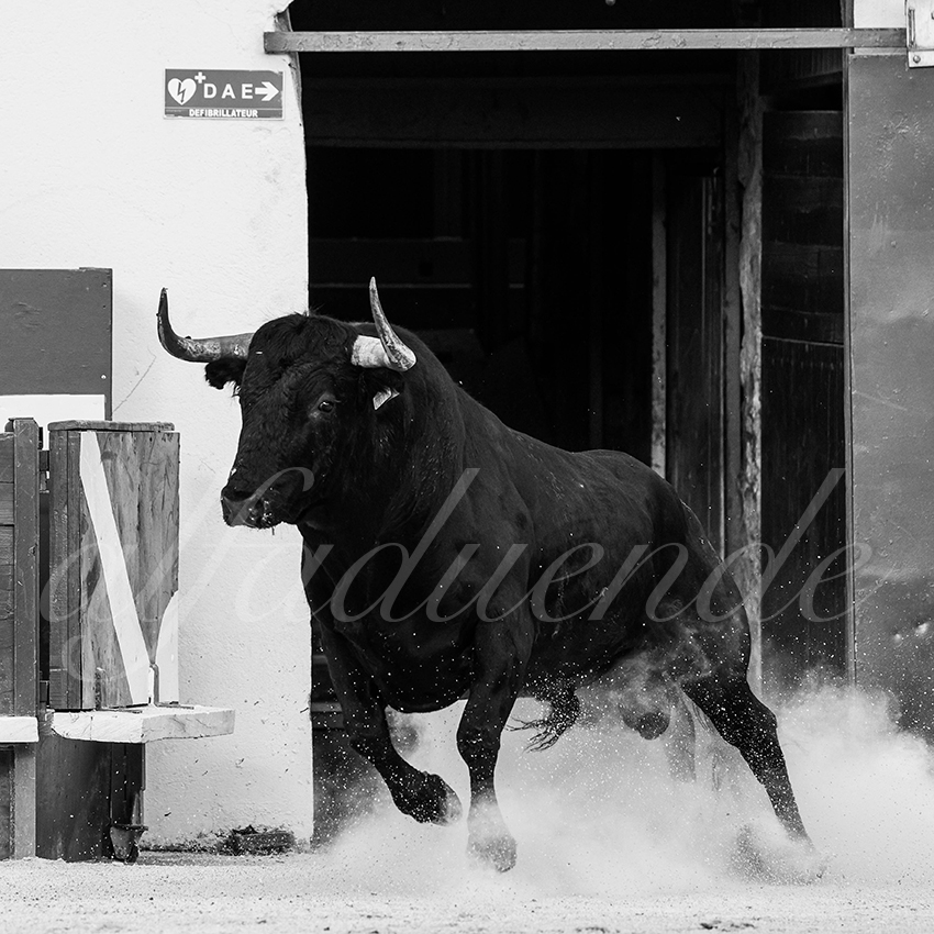 20250601 ales tarde 007 fd