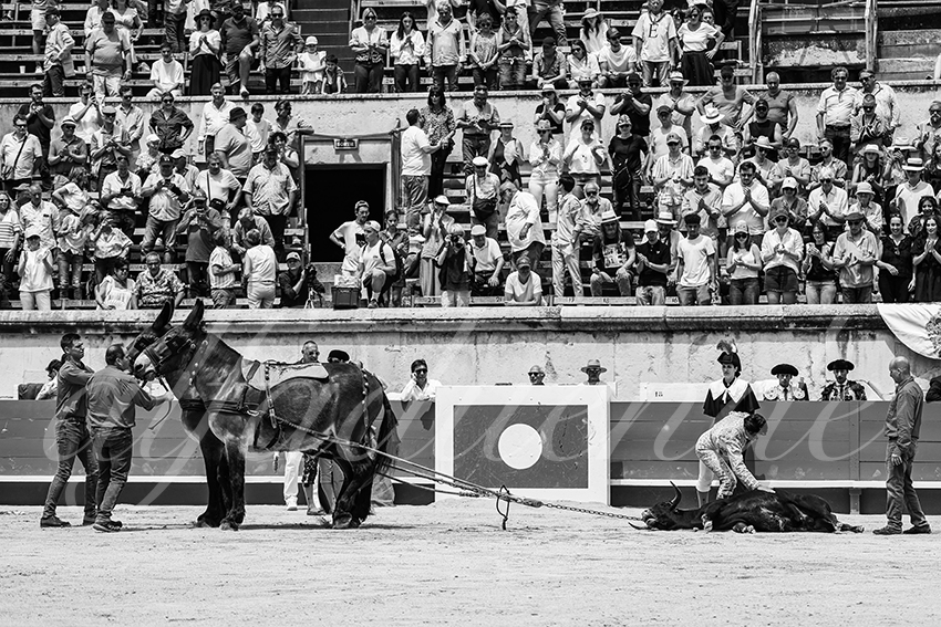 20250606 nimes nsp 021 fd copie