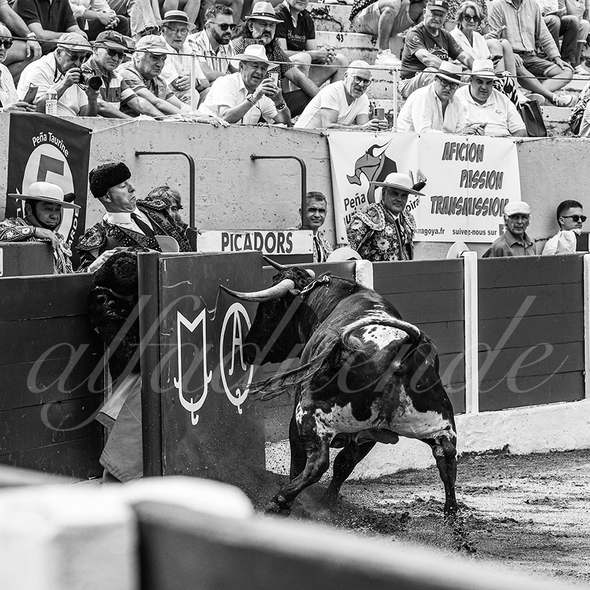 20250713 nov ceret 028