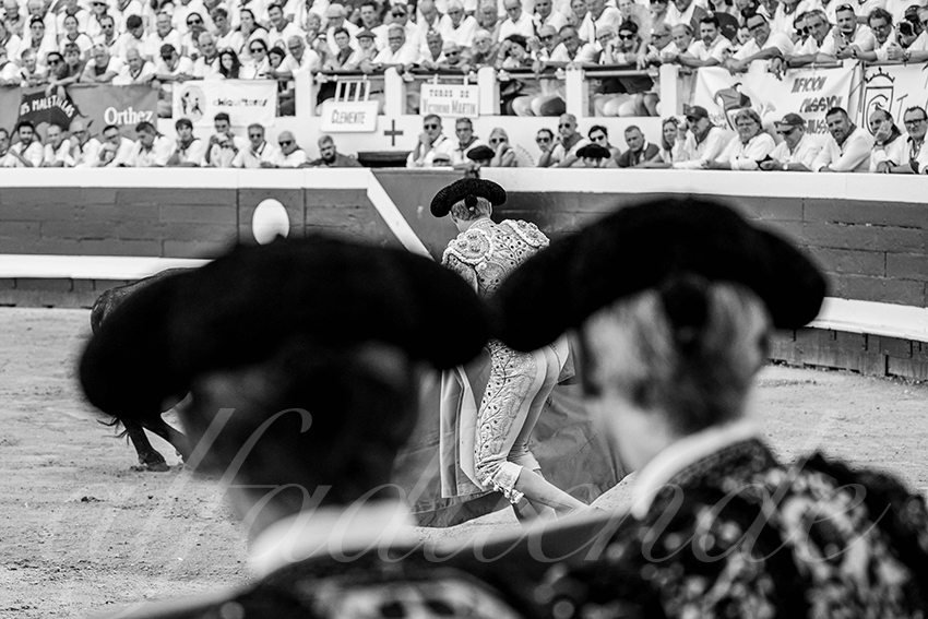 20250814 dax by alfaduende 010