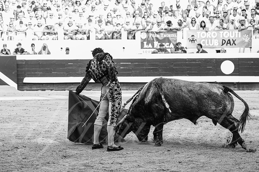 20250814 dax by alfaduende 008