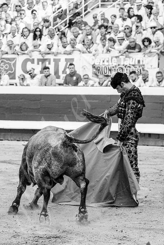 20250814 dax by alfaduende 006