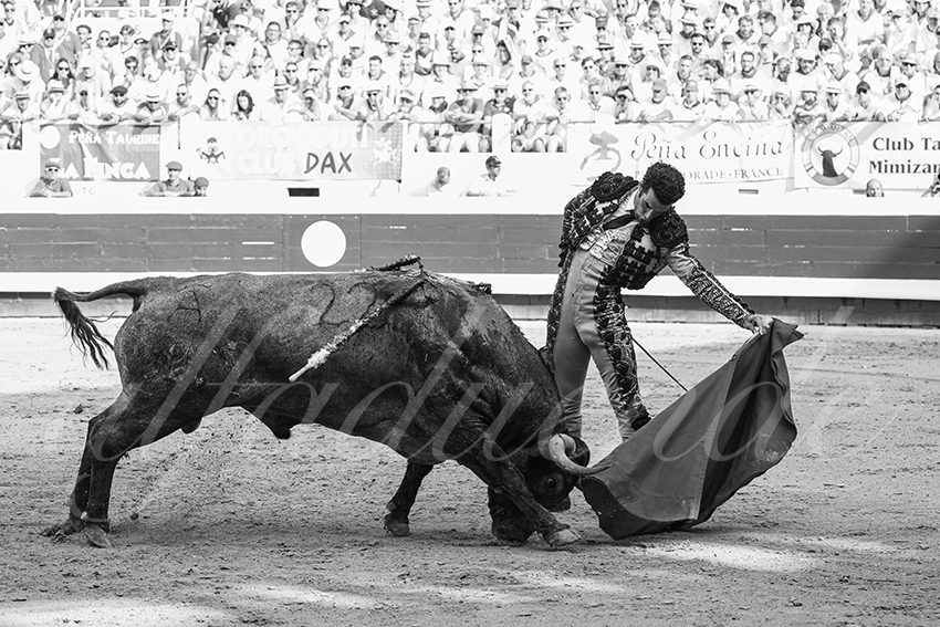 20250814 dax by alfaduende 004