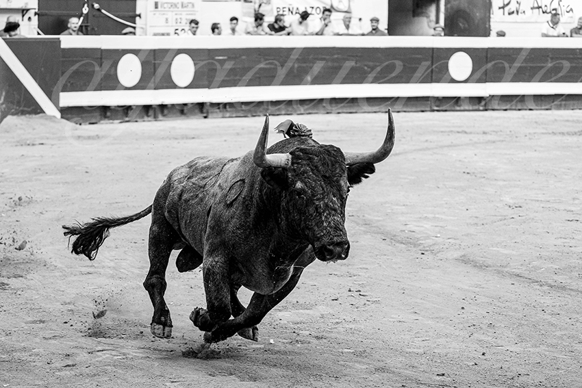 20250814 dax by alfaduende 013