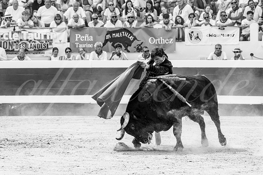 20250816 dax nov by alfaduende 034