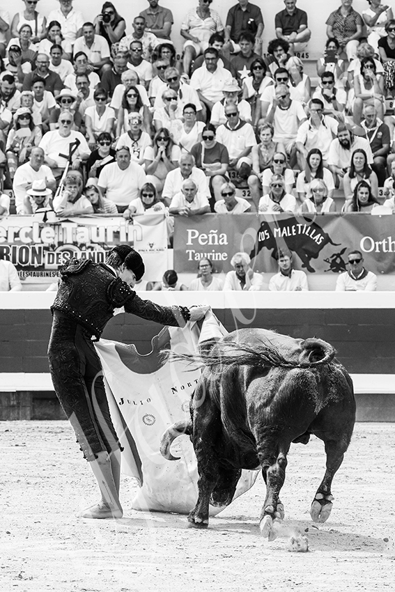 20250816 dax nov by alfaduende 033