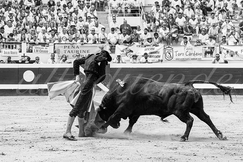 20250816 dax nov by alfaduende 032