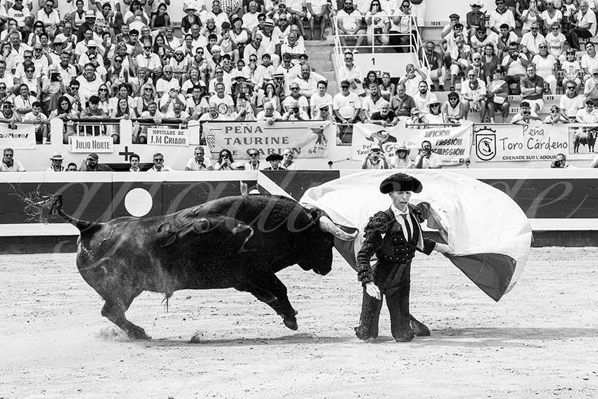 20250816 dax nov by alfaduende 031