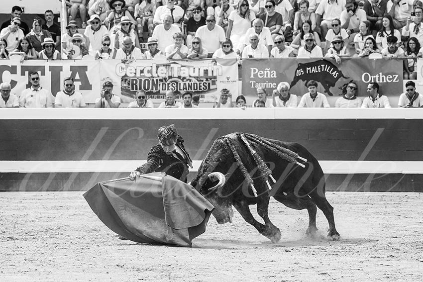 20250816 dax nov by alfaduende 027