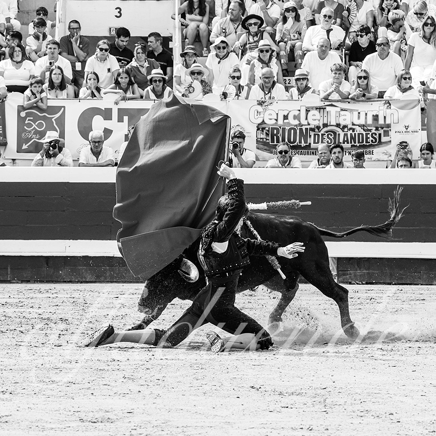 20250816 dax nov by alfaduende 026