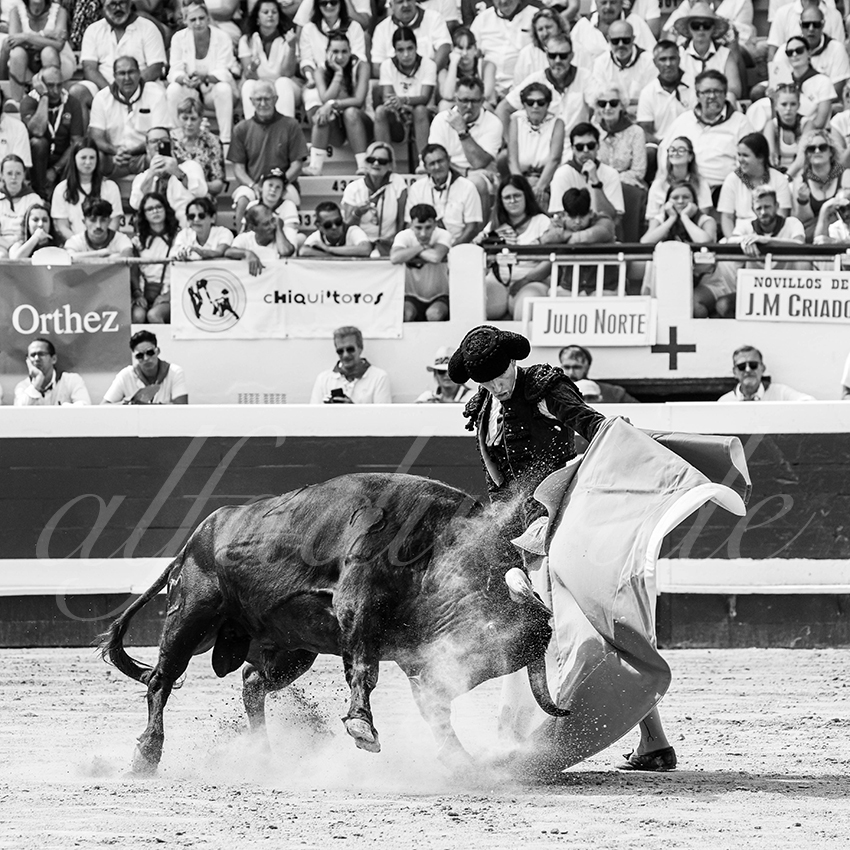 20250816 dax nov by alfaduende 024