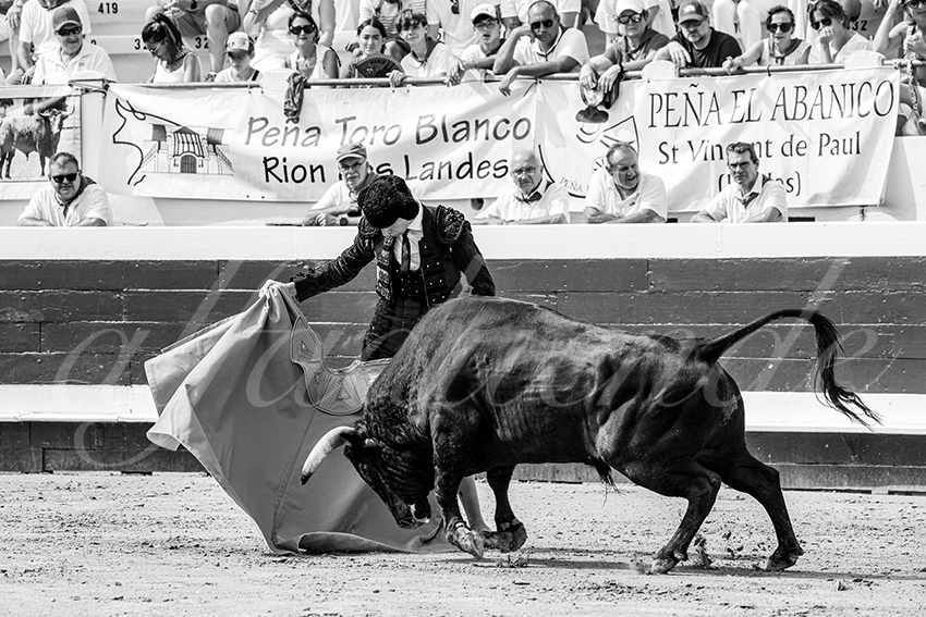 20250816 dax nov by alfaduende 023