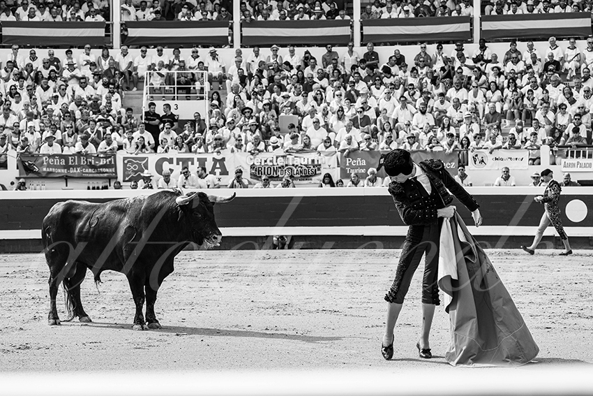 20250816 dax nov by alfaduende 022