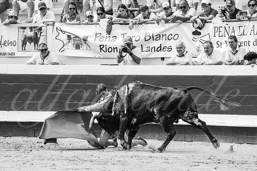 20250816 dax nov by alfaduende 014