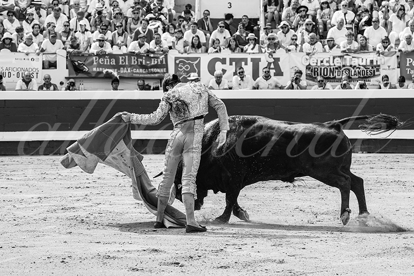 20250816 dax nov by alfaduende 011