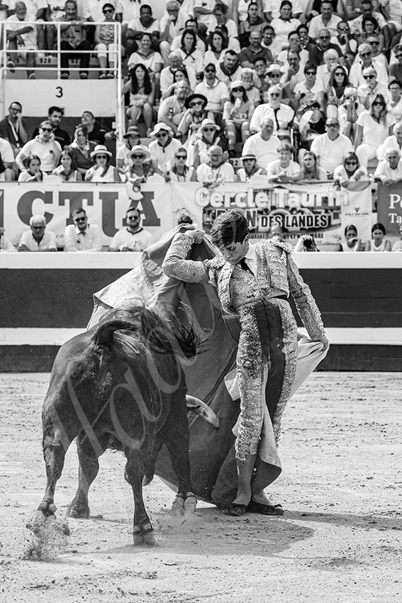 20250816 dax nov by alfaduende 010