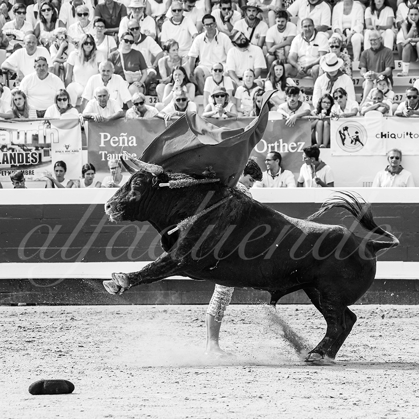 20250816 dax nov by alfaduende 007