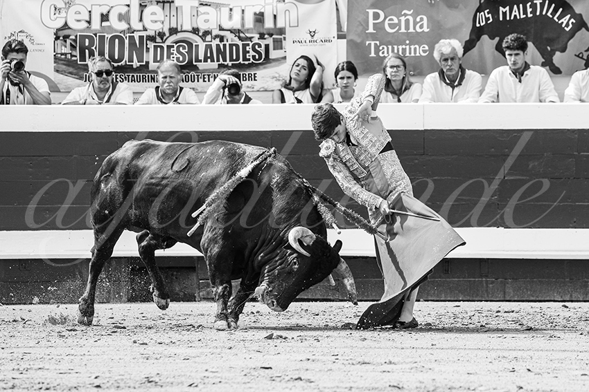 20250816 dax nov by alfaduende 004