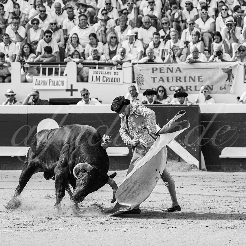 20250816 dax nov by alfaduende 002