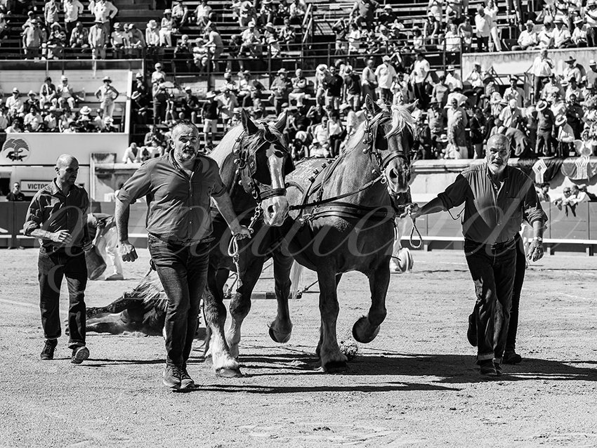 20250920 nimes nov by alfaduende 035