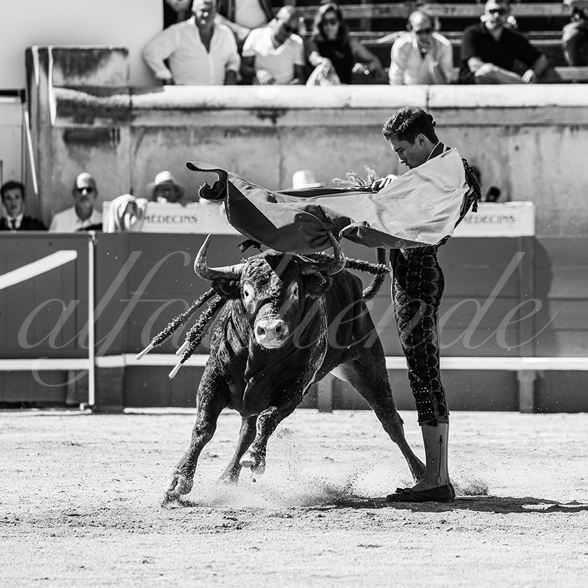 20250920 nimes nov by alfaduende 033