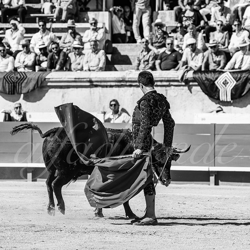 20250920 nimes nov by alfaduende 025