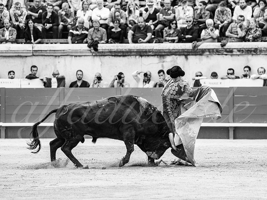 20250921 nimes nov by alfaduende 004