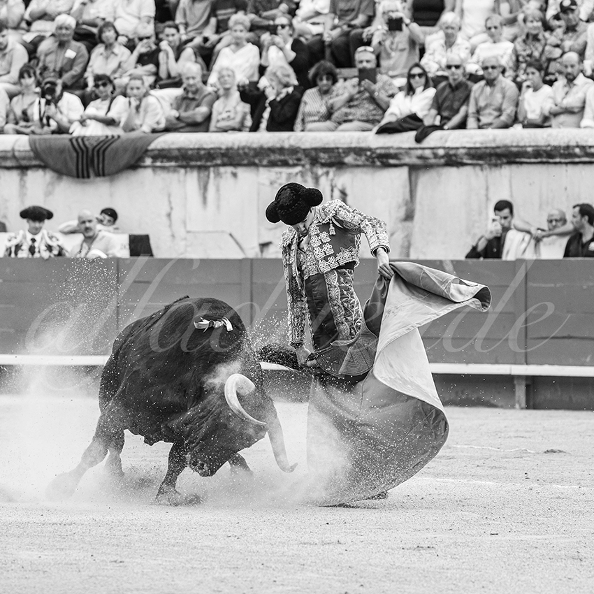 20250921 nimes nov by alfaduende 002