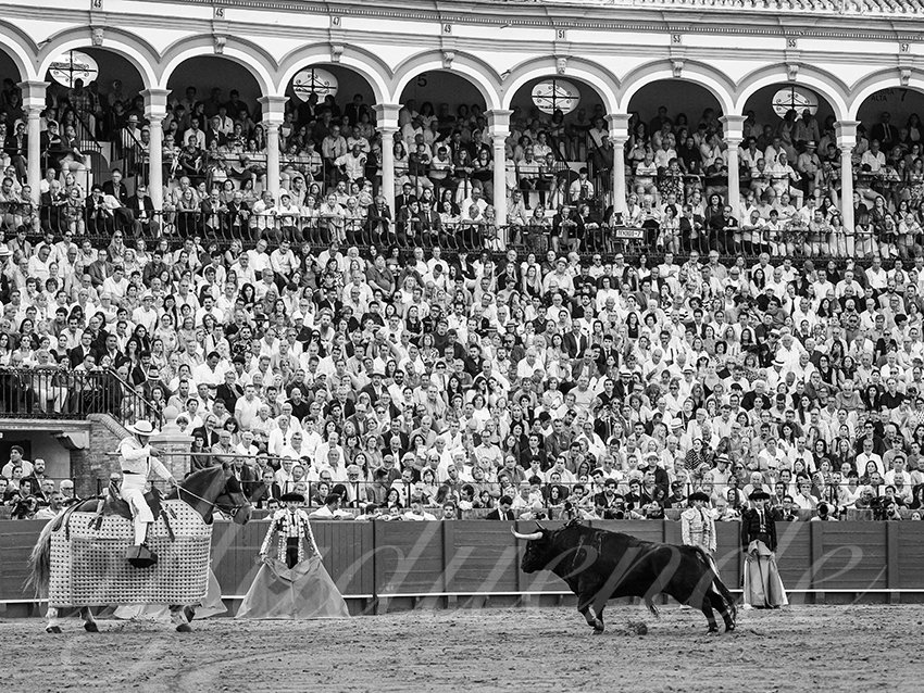 20250926 sevilla by alfaduende 009