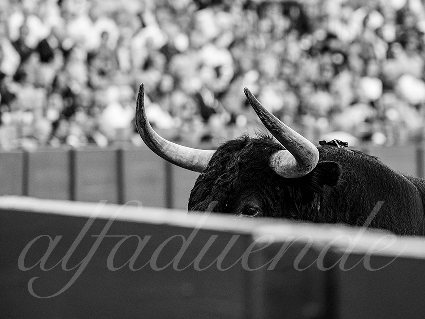 20250926 sevilla by alfaduende 003