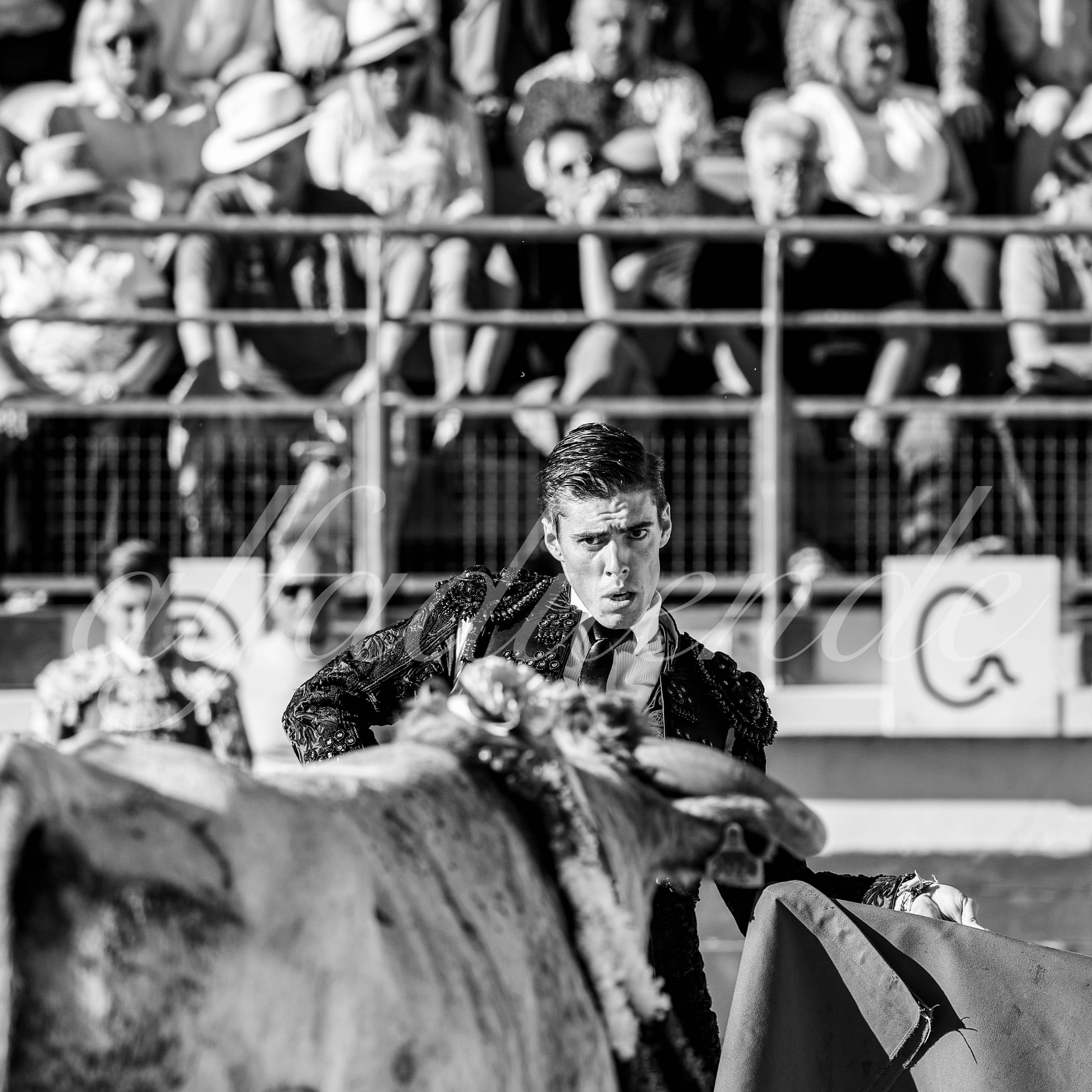 20251011 bouillargues by alfaduende 008