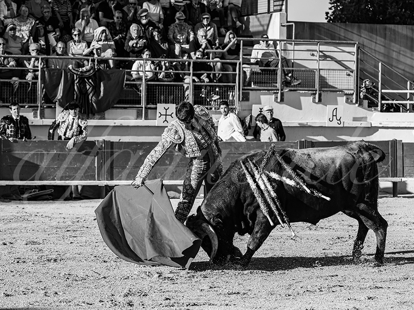 20251011 bouillargues by alfaduende 014