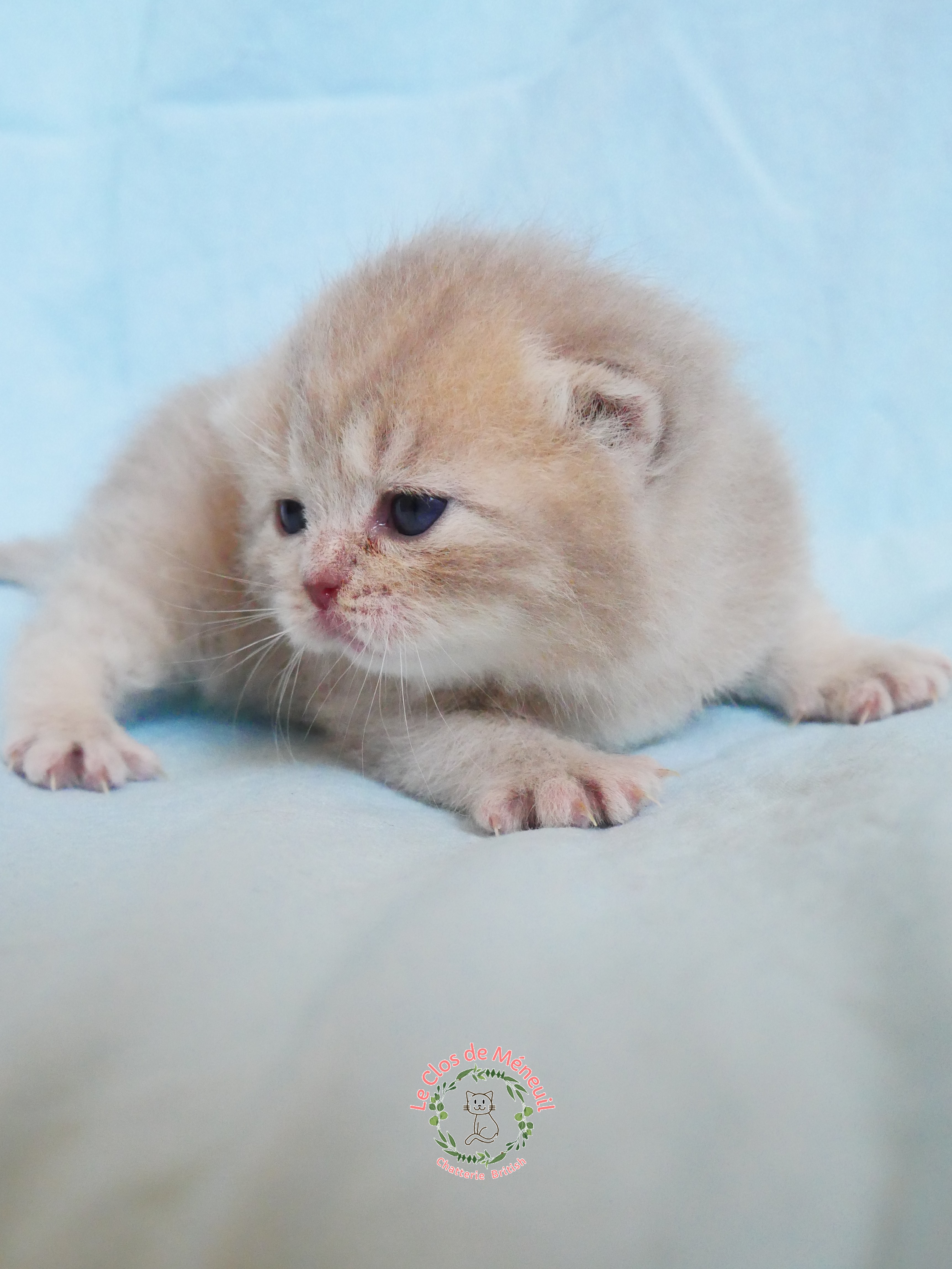 Lilac tabby 0 m 3 sem 3 