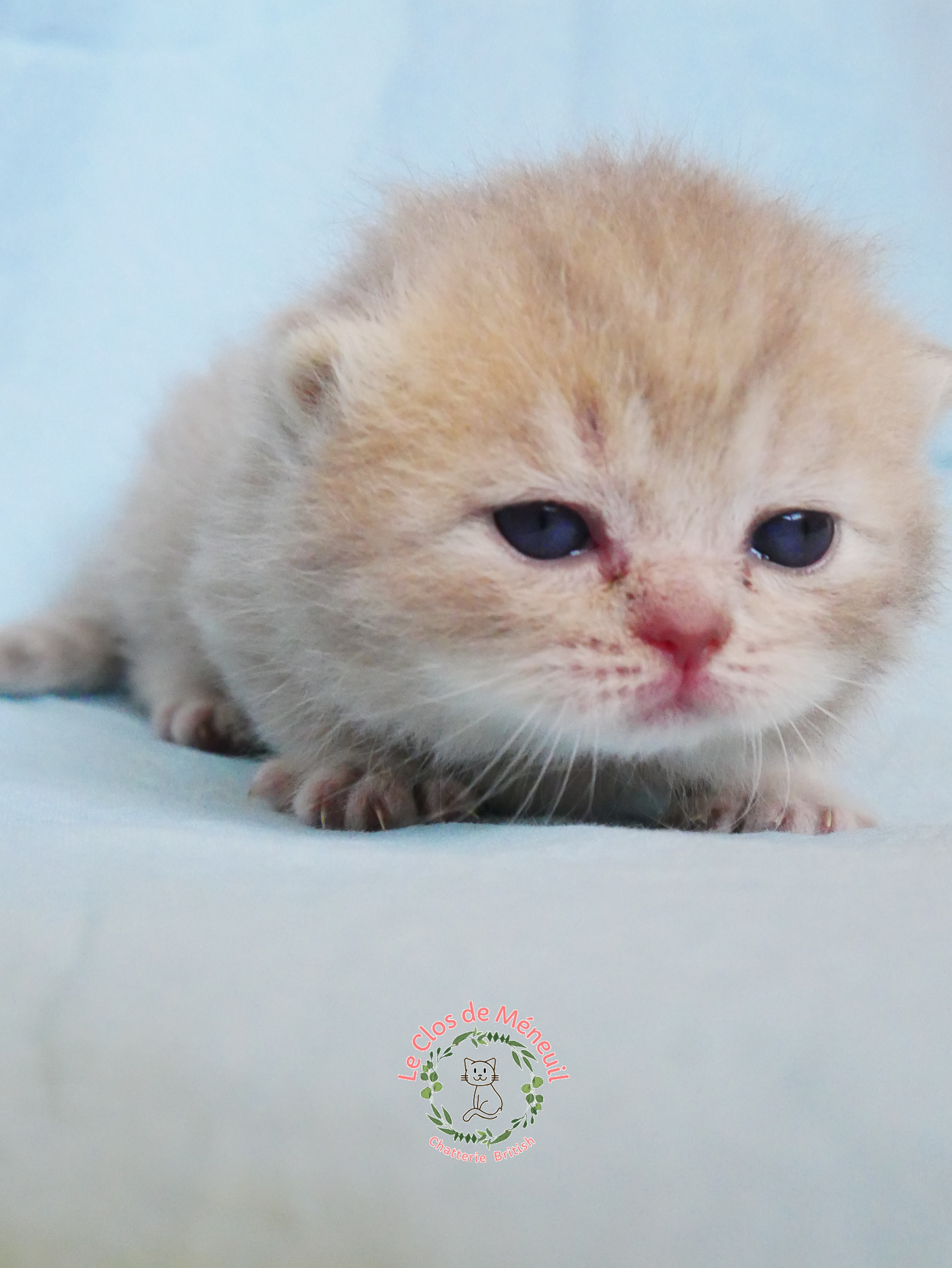 Lilac tabby 0 m 3 sem 1 