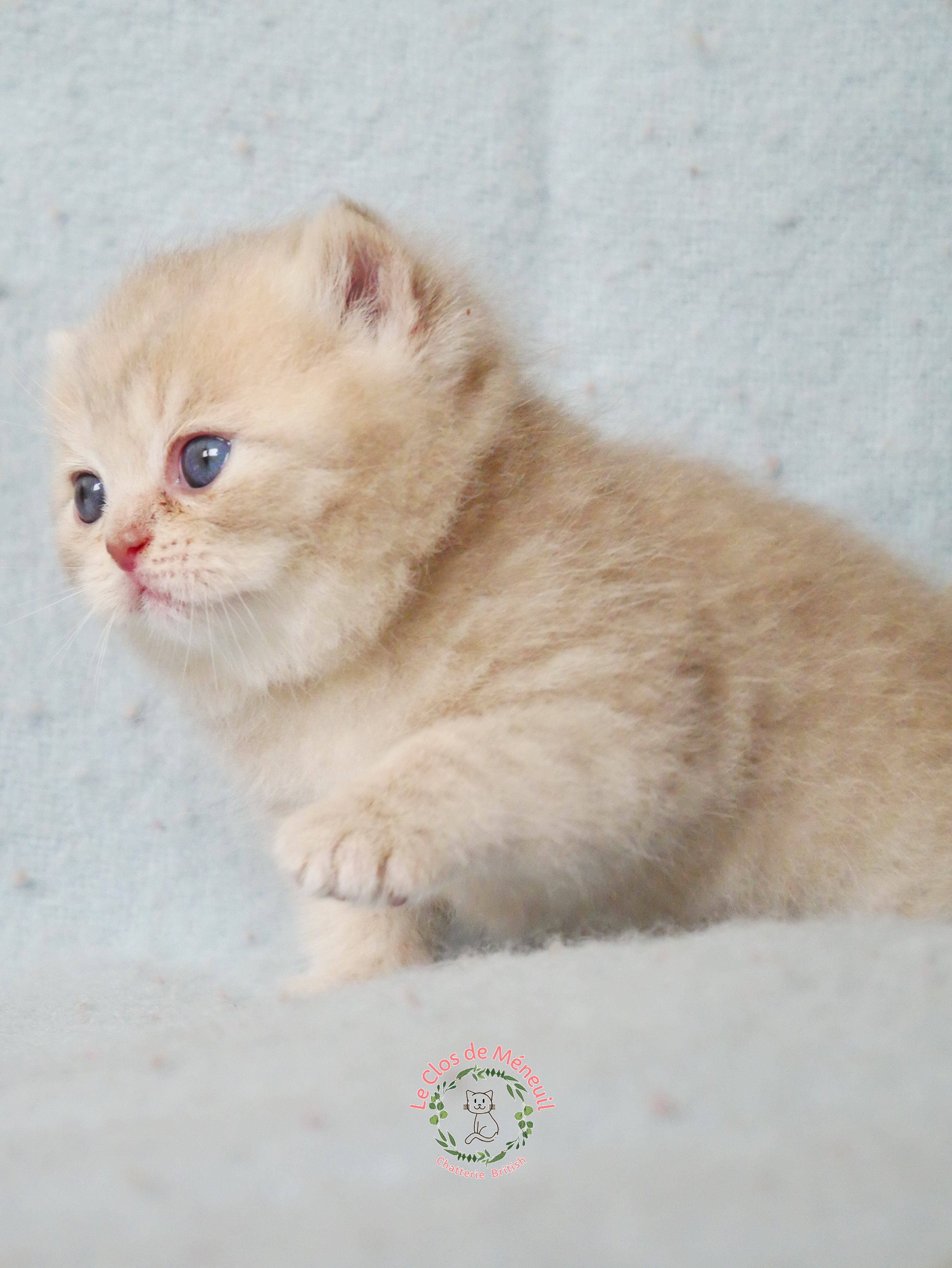 Lilac tabby 0 m 4 sem 4 
