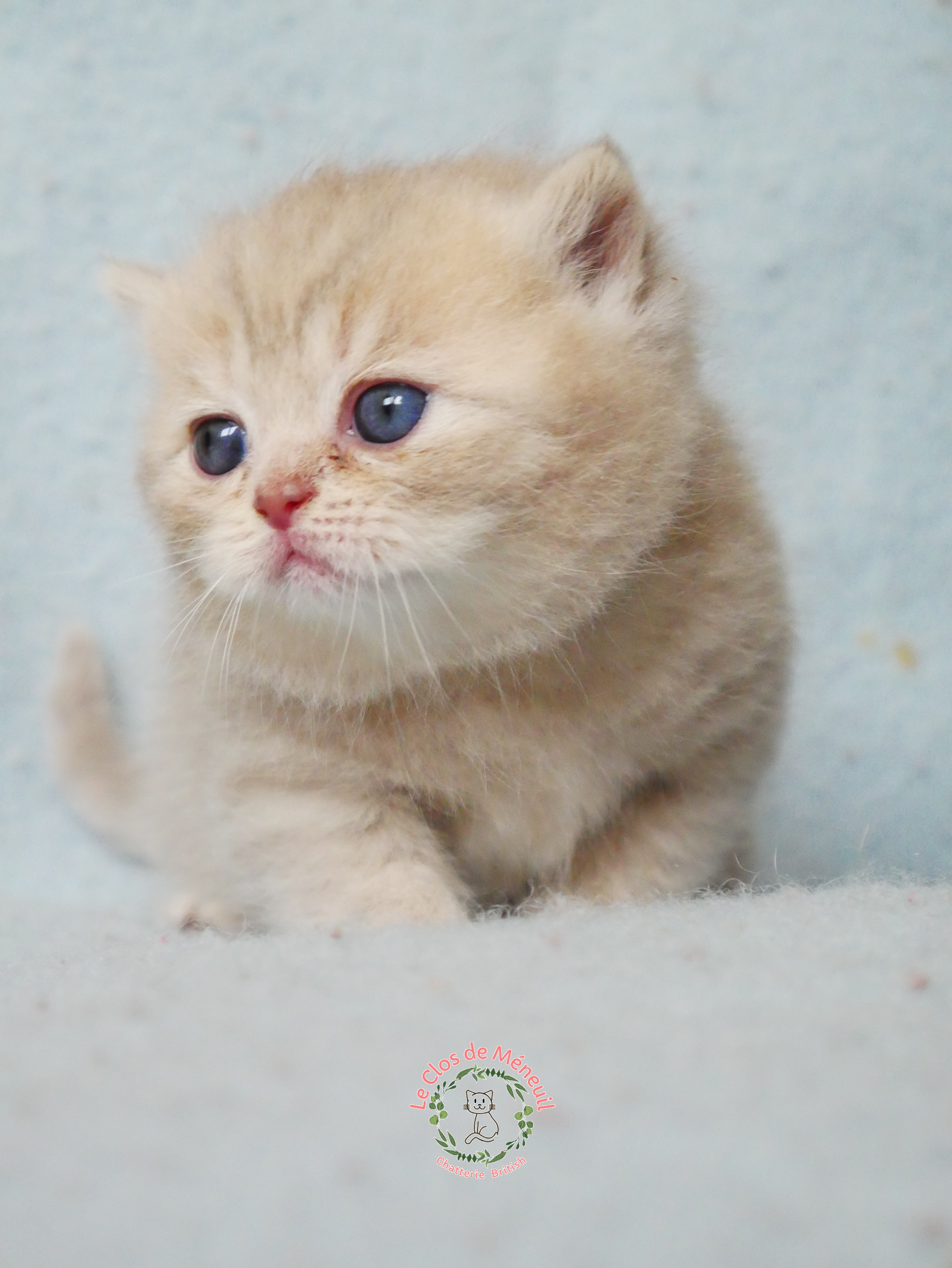 Lilac tabby 0 m 4 sem 2 
