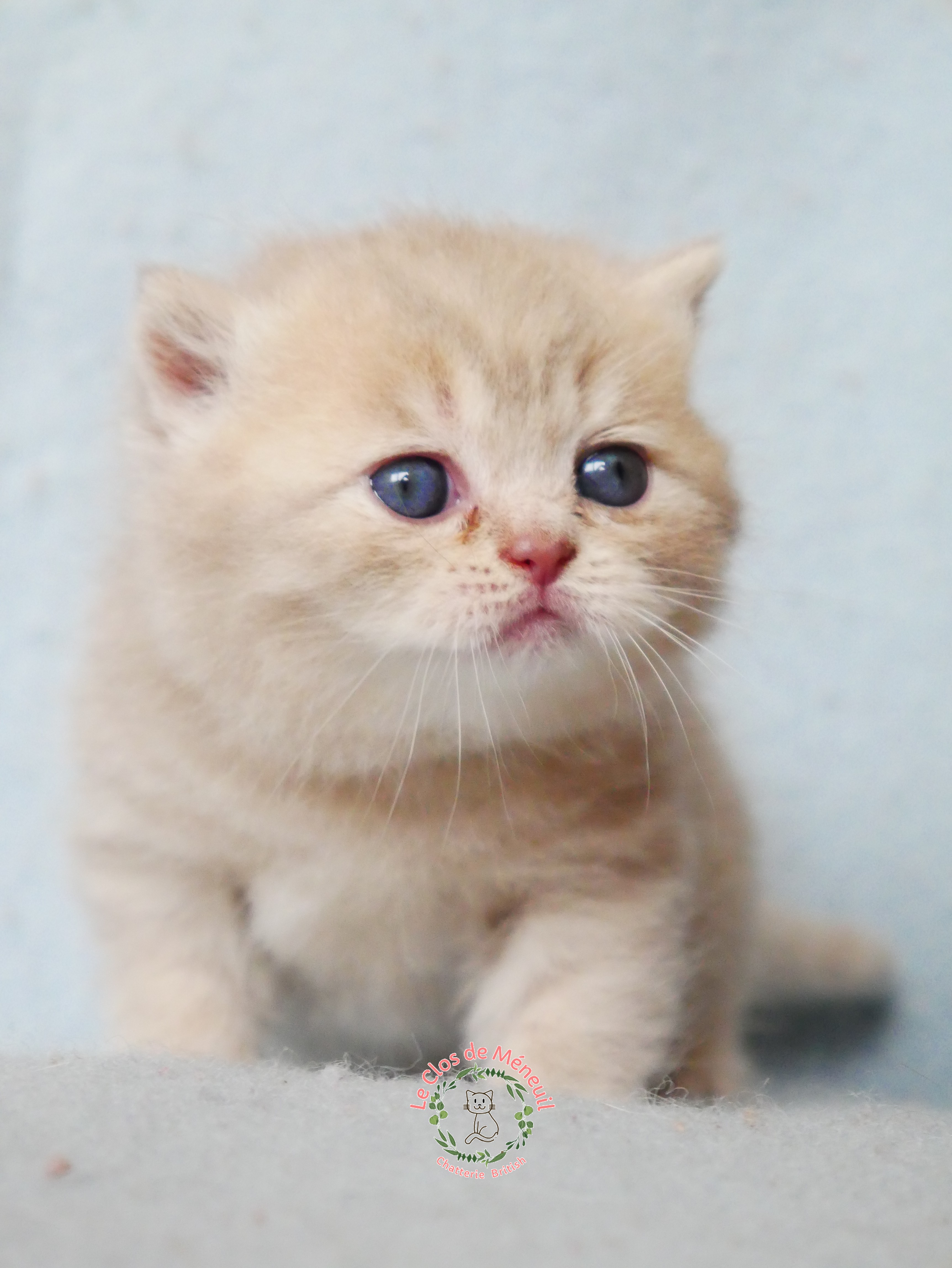Lilac tabby 0 m 4 sem 1 