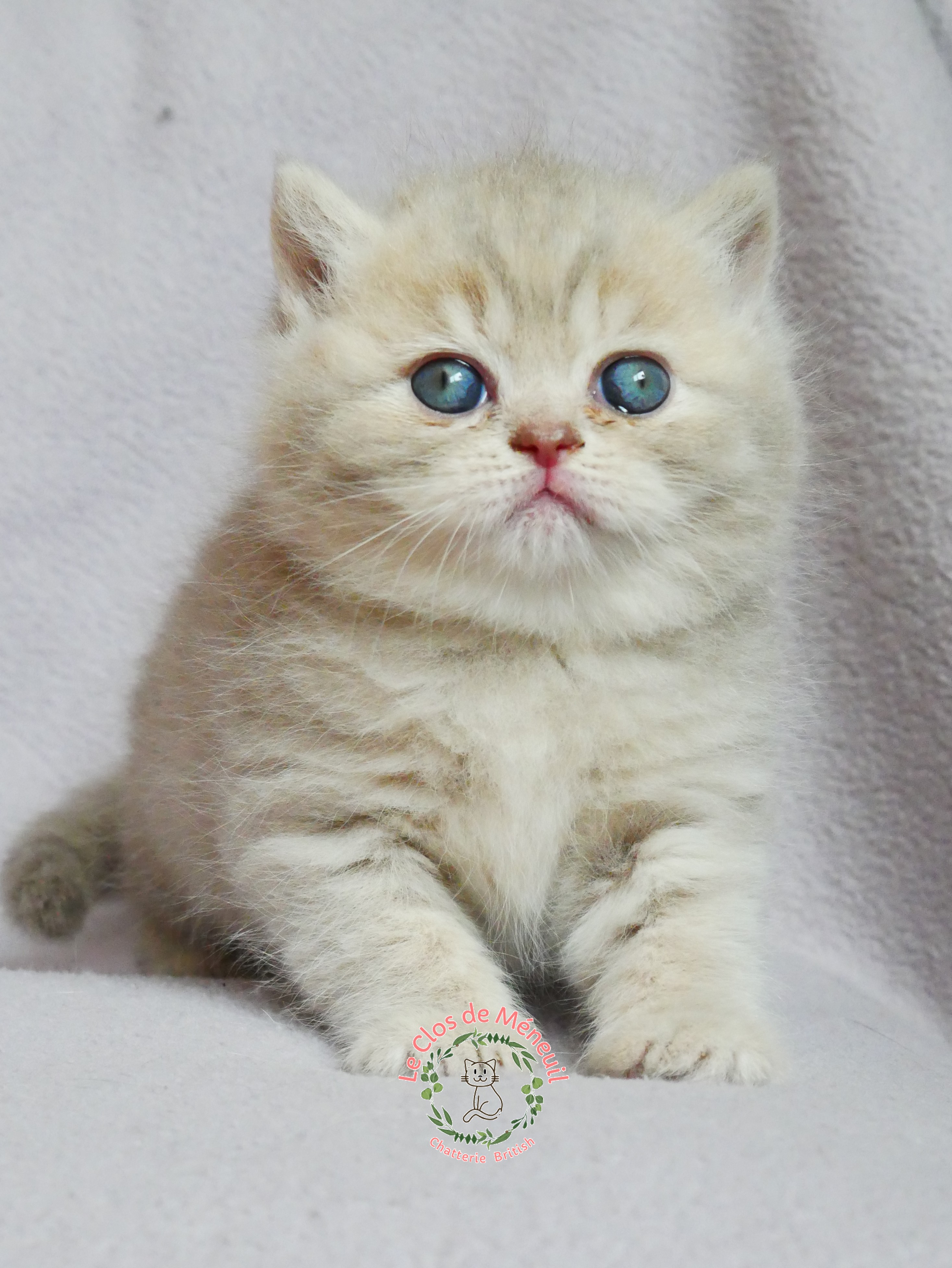 Lilac tabby 5 sem 4 