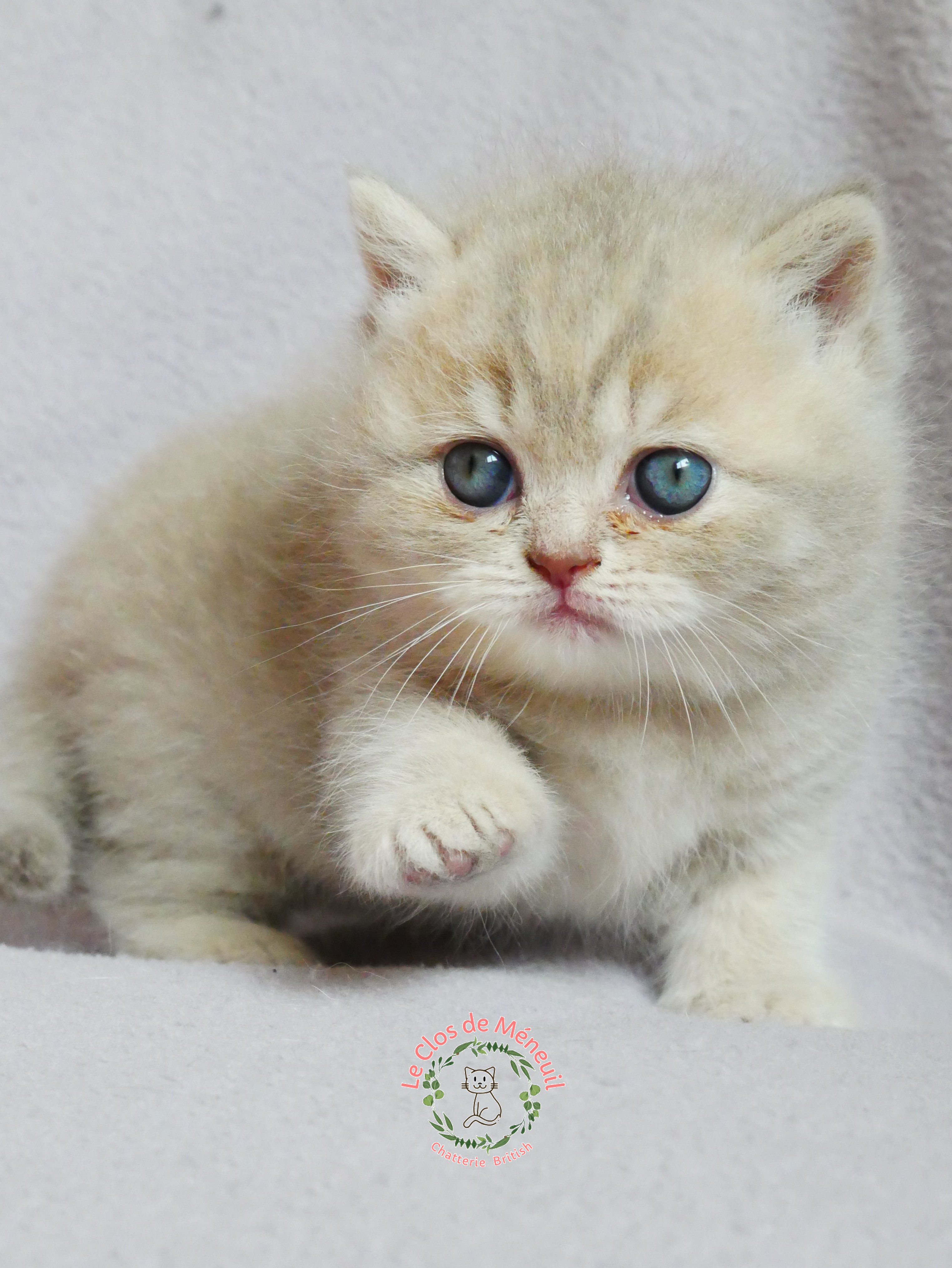 Lilac tabby 5 sem 3 