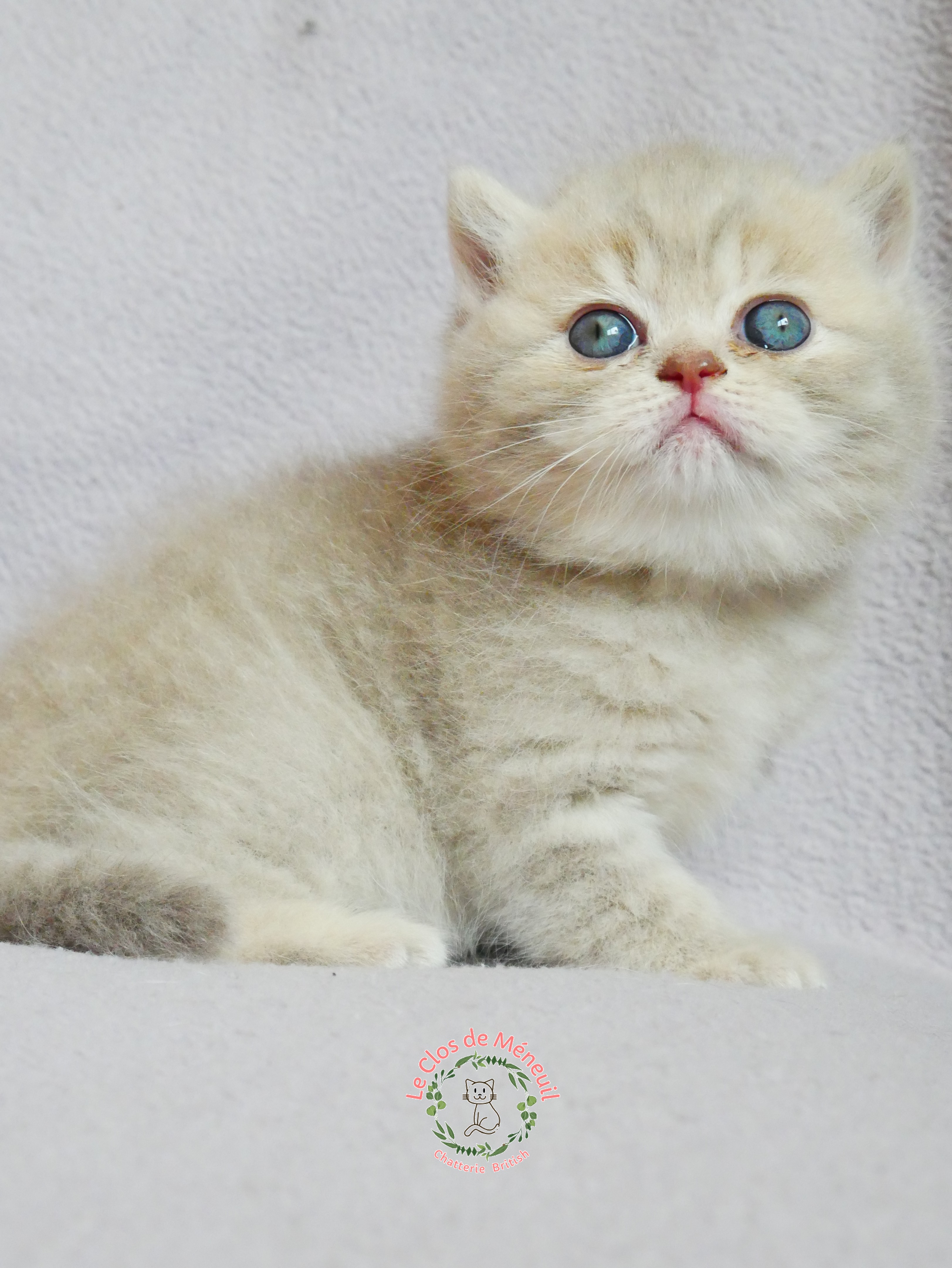 Lilac tabby 5 sem 2 