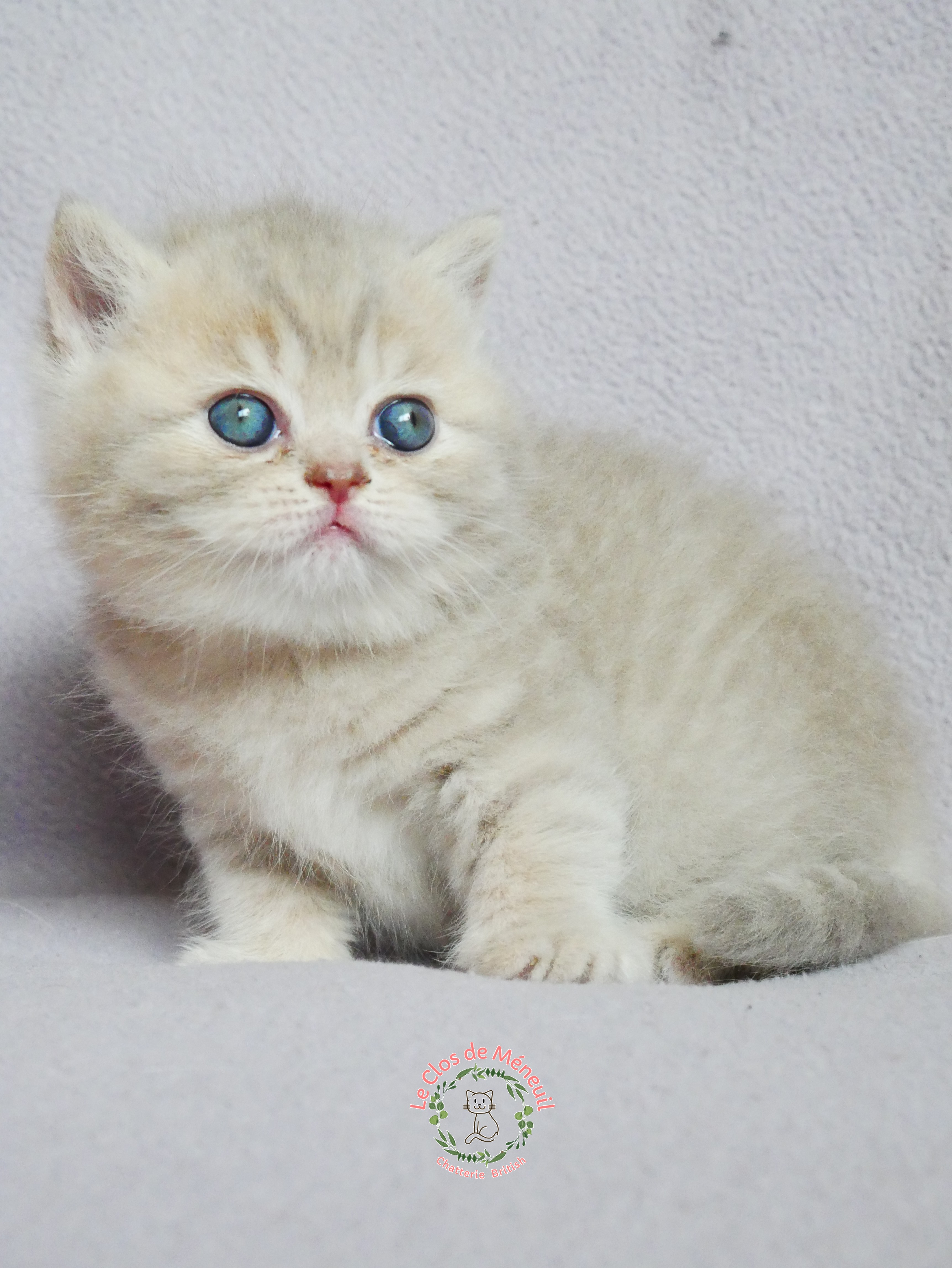 Lilac tabby 5 sem 1 