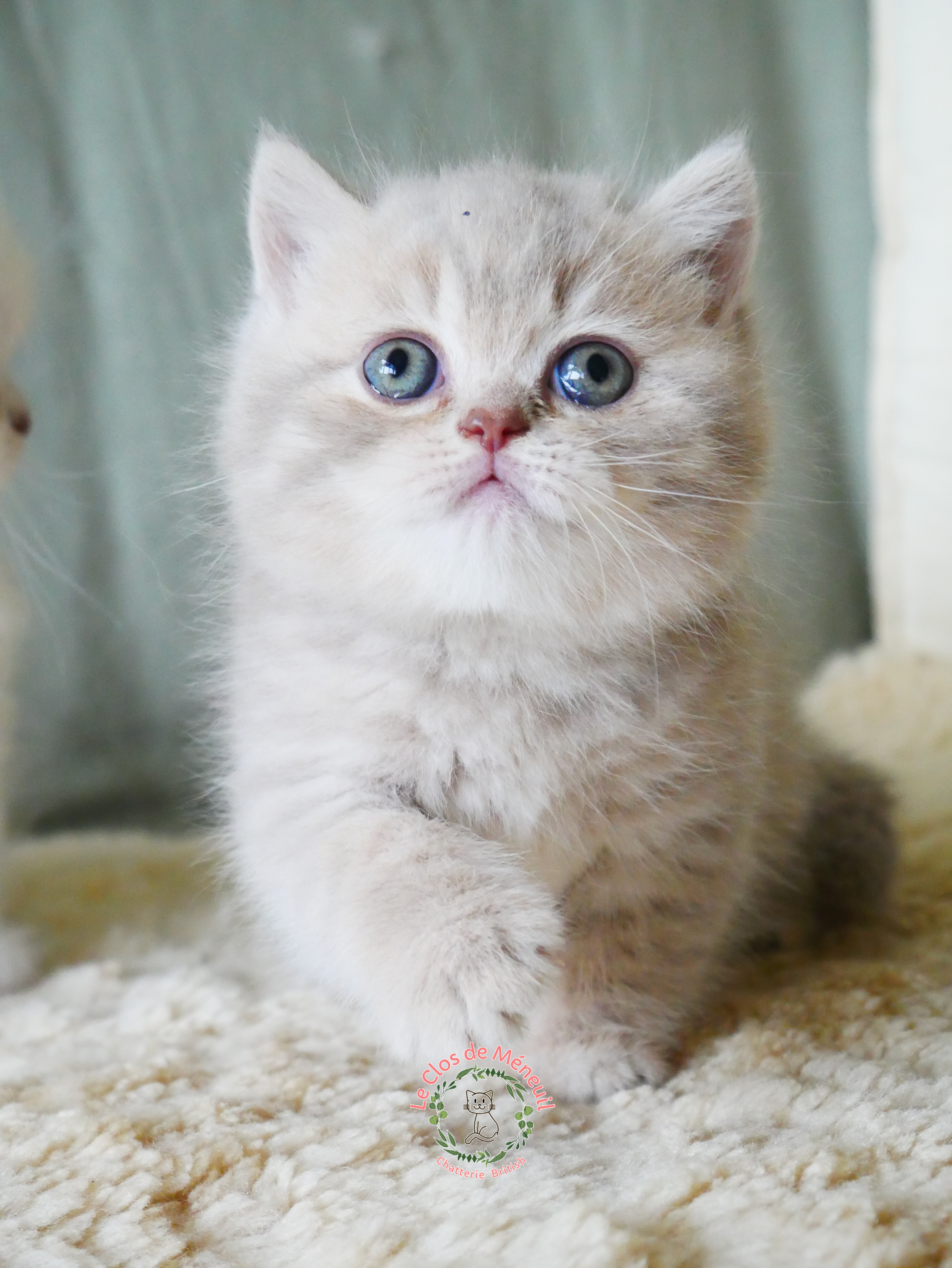 Lilac tabby 6 sem 4 