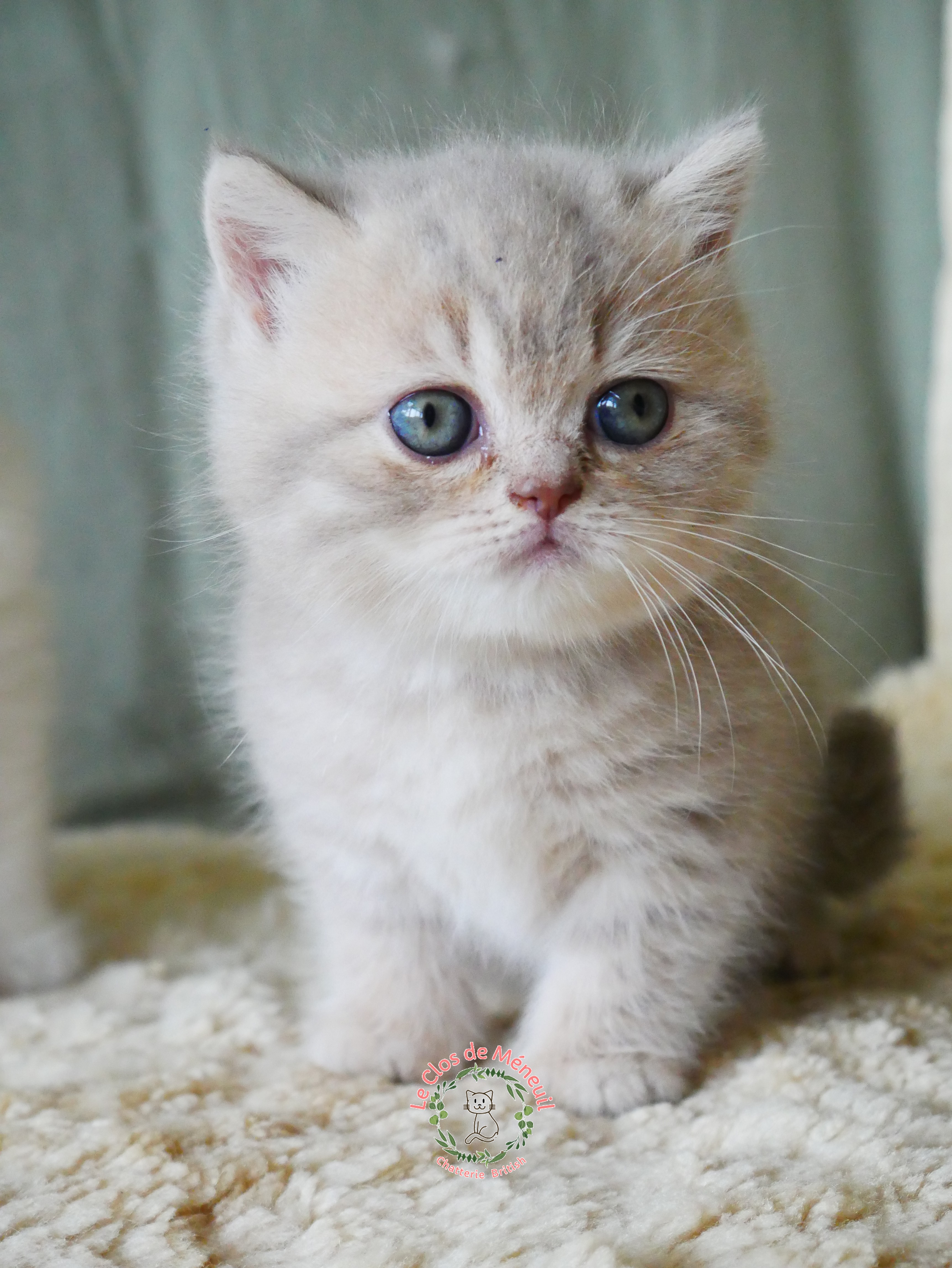 Lilac tabby 6 sem 3 