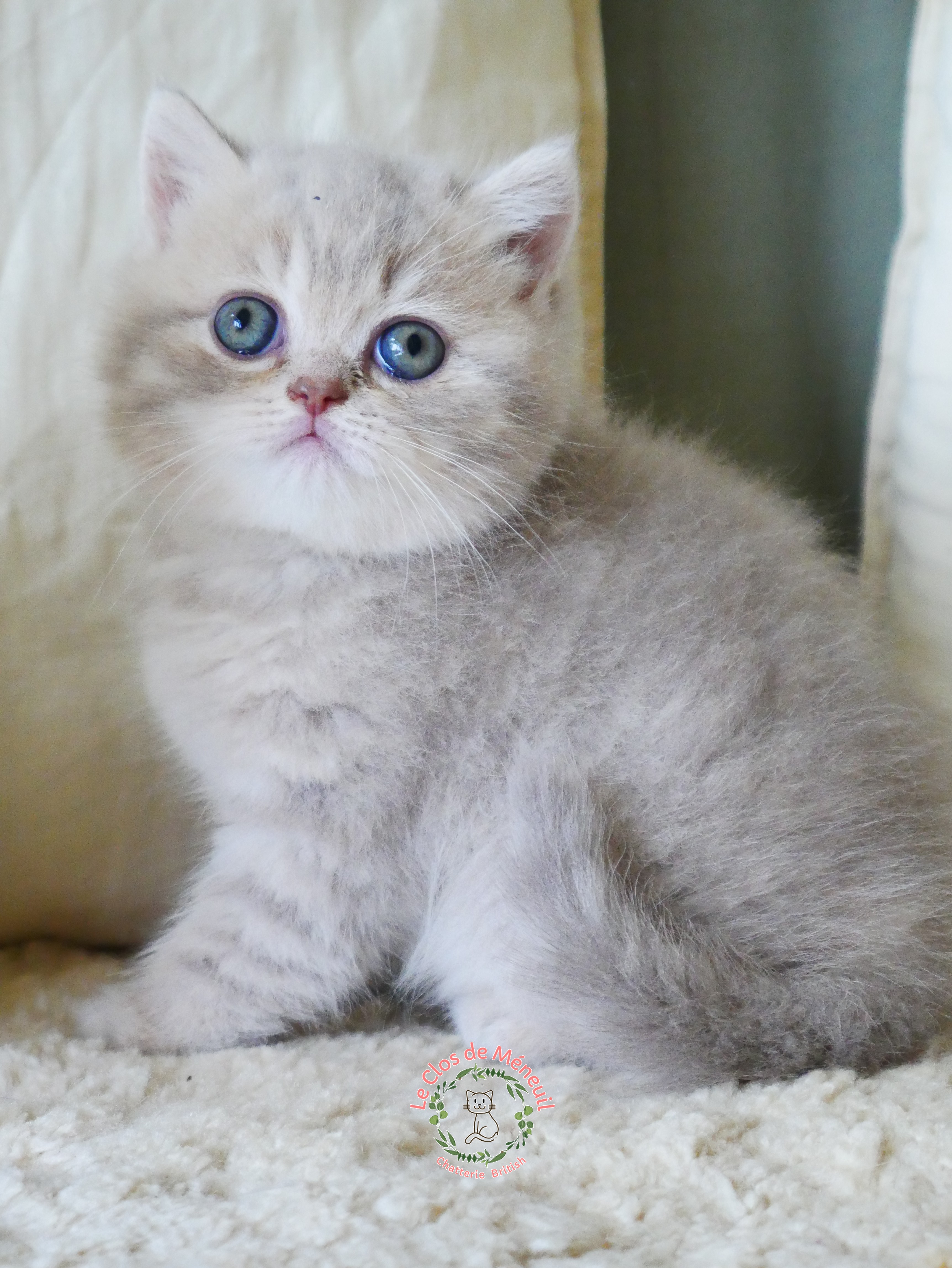 Lilac tabby 6 sem 2 