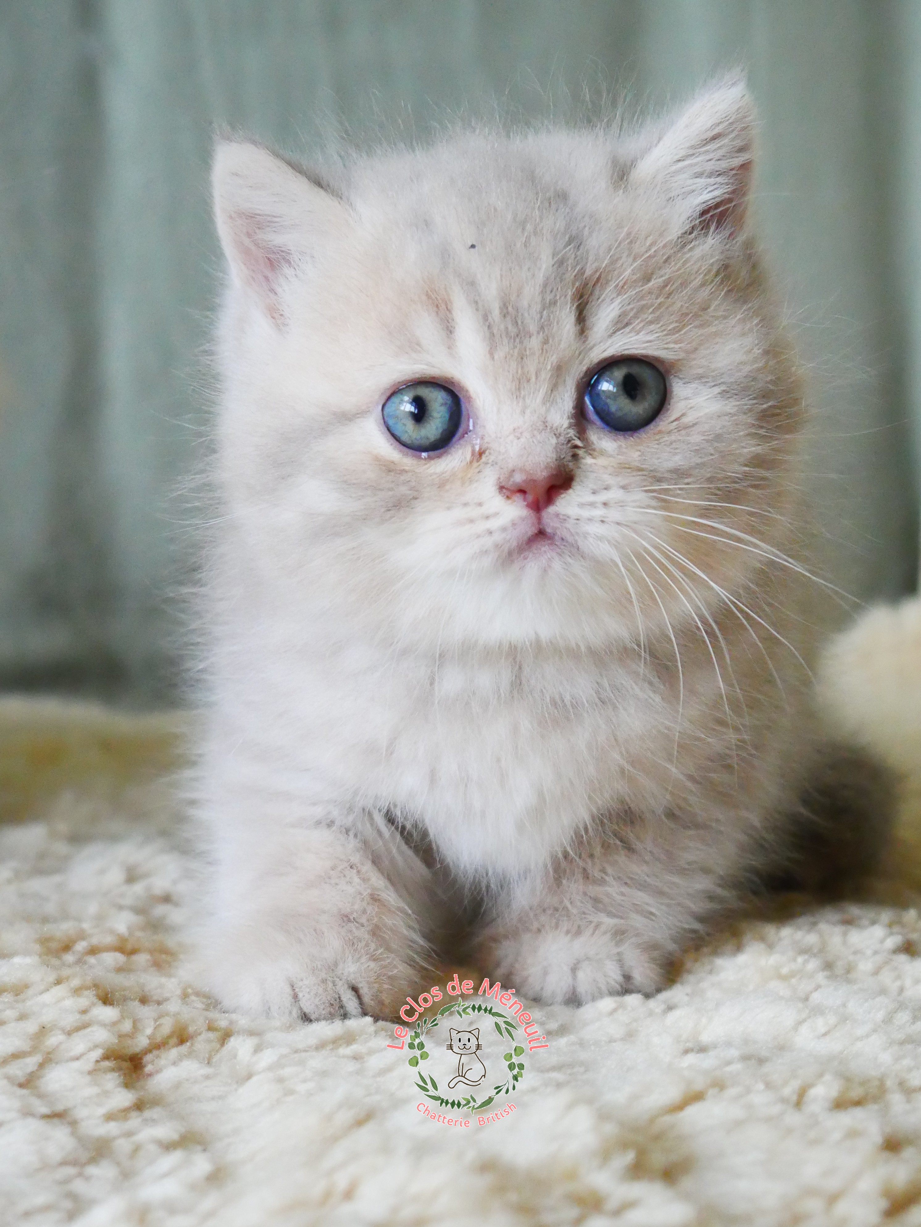 Lilac tabby 6 sem 1 