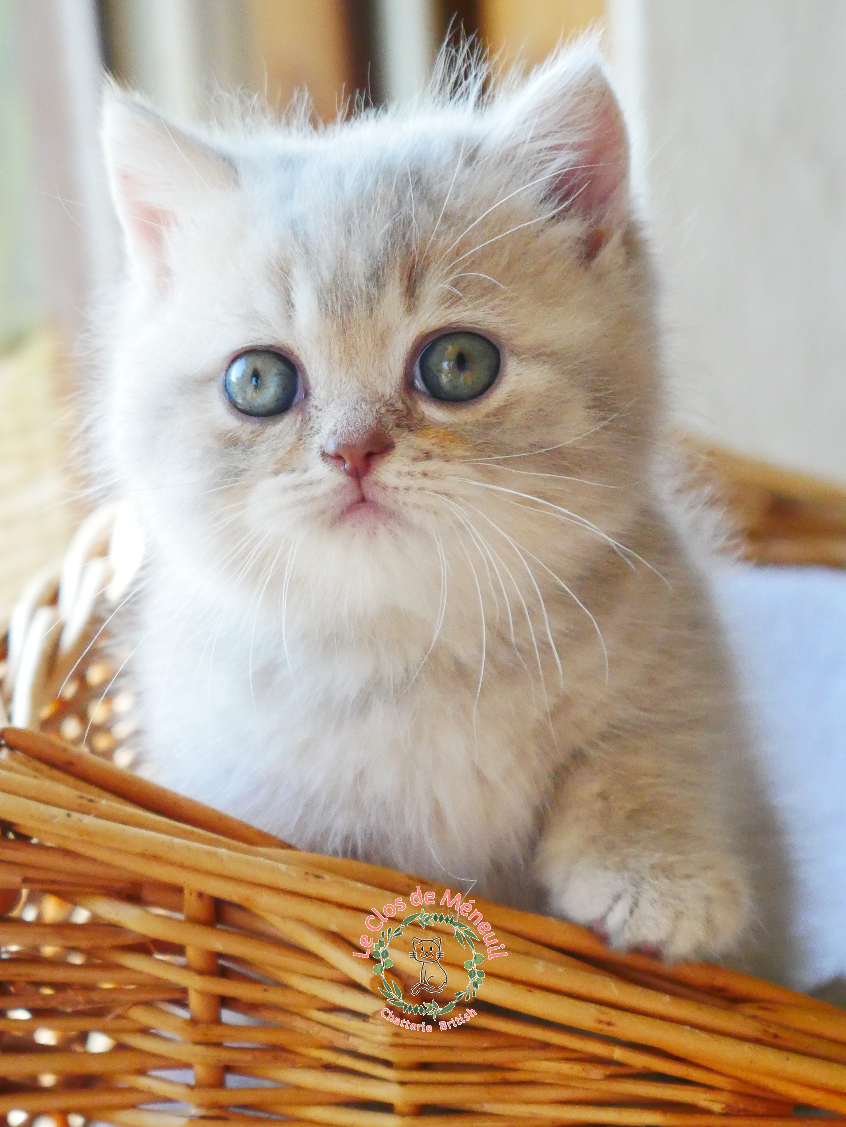 Lilac tabby 7 sem 5 