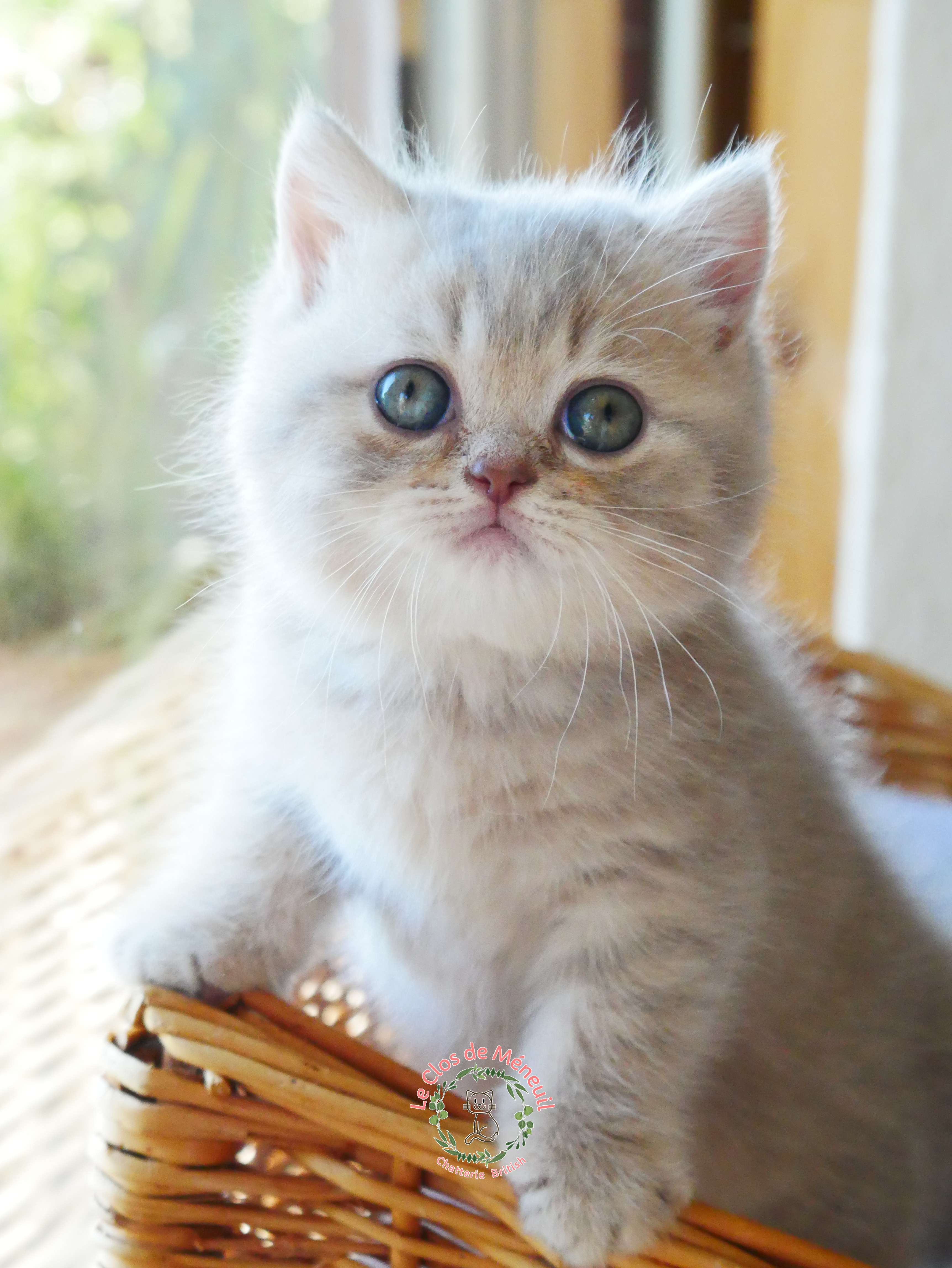 Lilac tabby 7 sem 4 