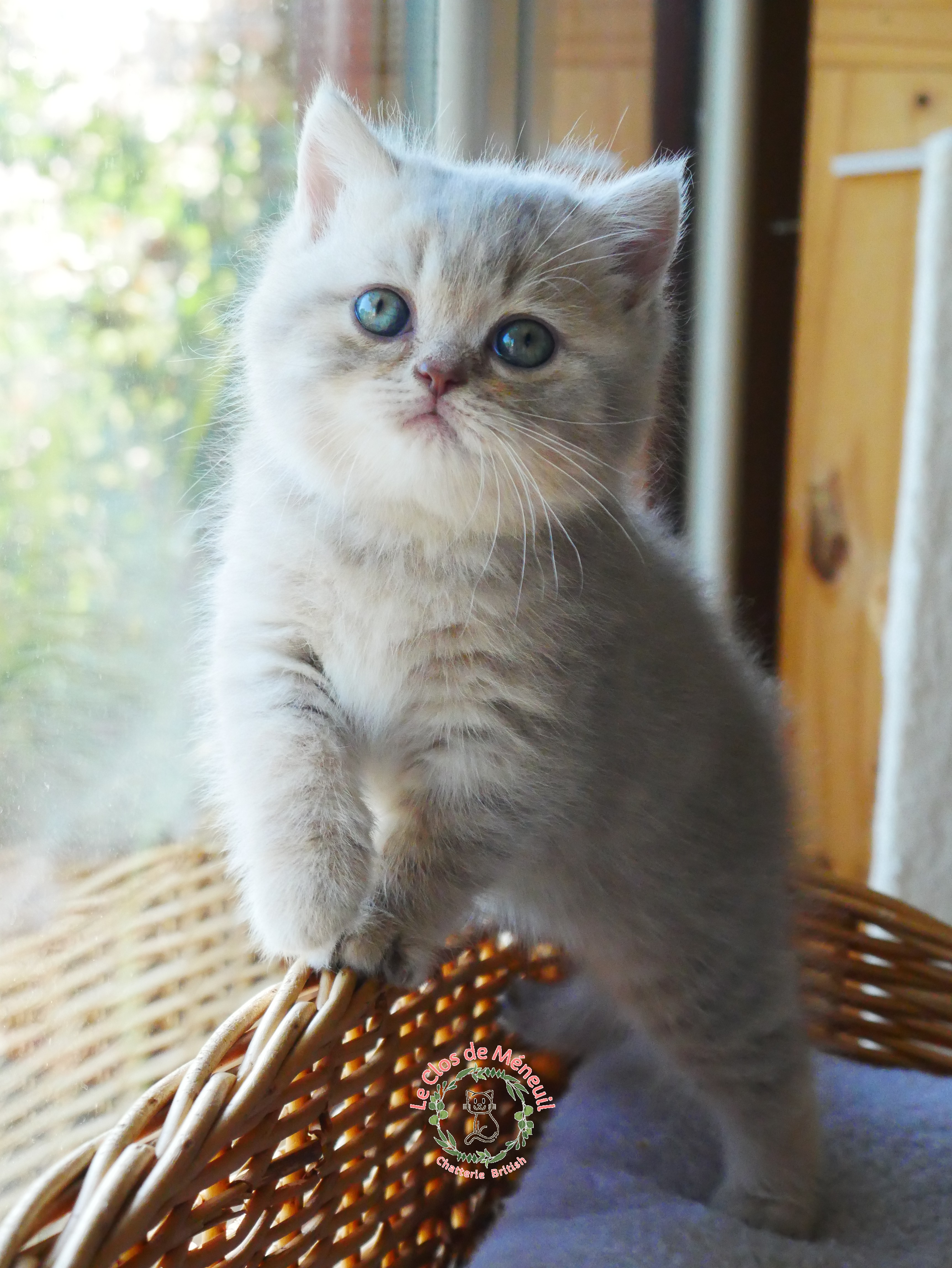 Lilac tabby 7 sem 3 